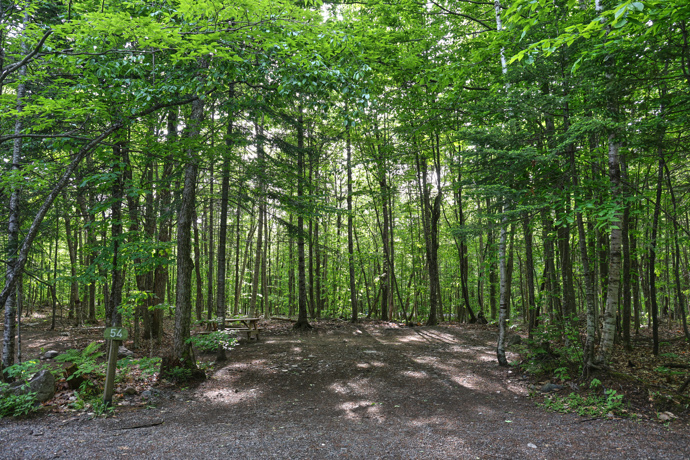 Site 54 - Loups