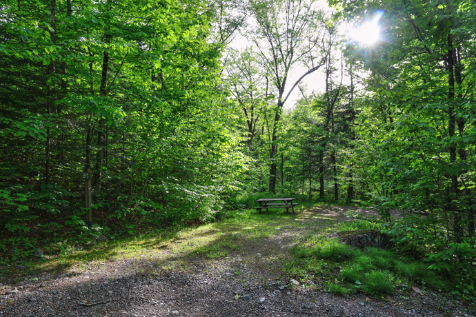 Site 81 - Renards
